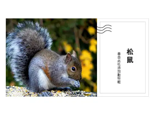 美术教案课件——1松鼠