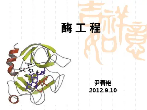 9.10 酶工程和蛋白质工程