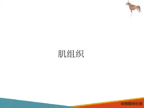 动物体基本结构—组织(动物解剖生理课件)