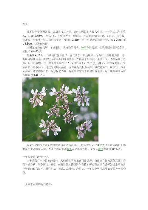 香菜种植技术