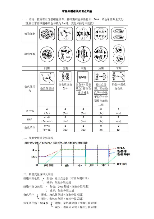 有丝分裂变化规律归纳