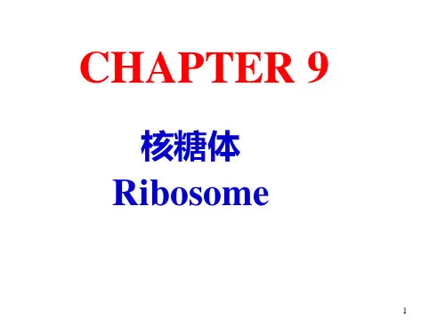 第9章 核糖体和核酶