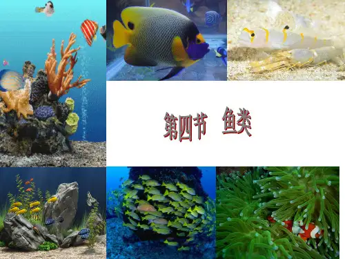 【初中生物】鱼类PPT课件
