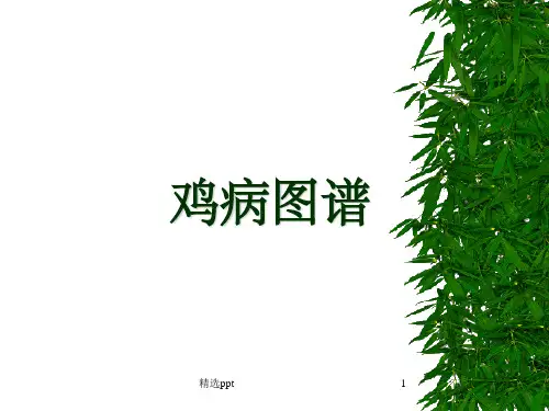 鸡病图谱