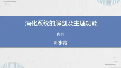 消化系统解剖及生理功能