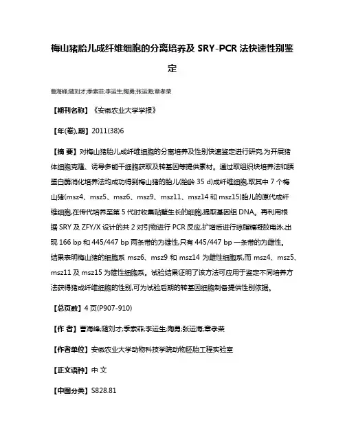梅山猪胎儿成纤维细胞的分离培养及SRY-PCR法快速性别鉴定