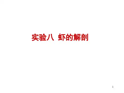 螯虾的解剖PPT课件