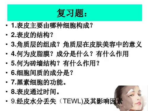 5-6真皮、皮下组织组织与生物学