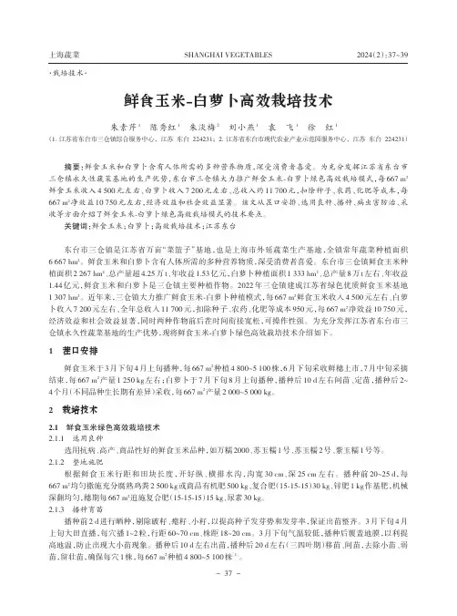 鲜食玉米-白萝卜高效栽培技术