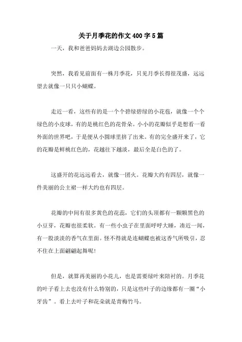 关于月季花的作文400字5篇