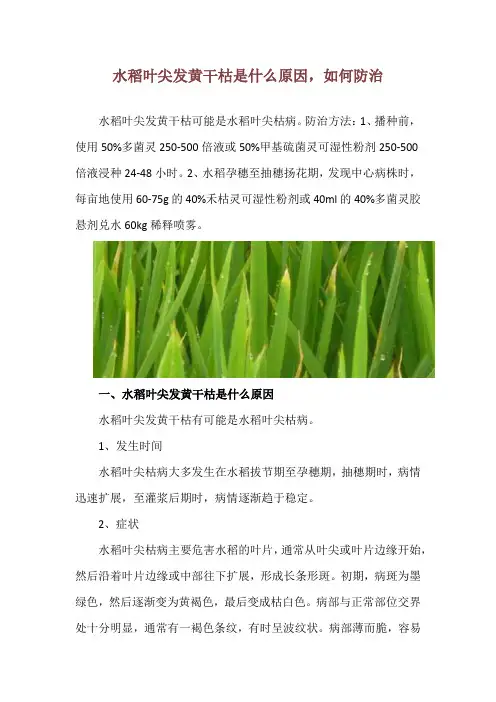 水稻叶尖发黄干枯是什么原因,如何防治