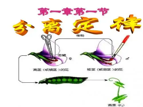 1.1分离定律de应用