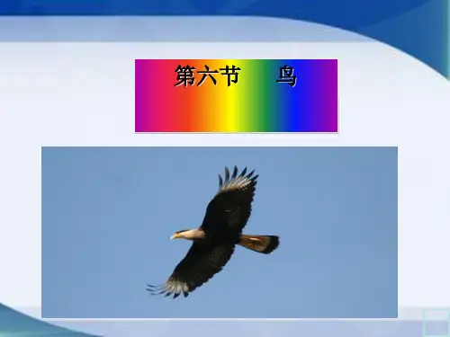 人教版八上生物第一章第六节 鸟类课件(16张ppt)