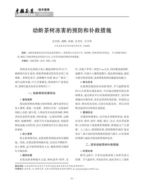 幼龄茶树冻害的预防和补救措施