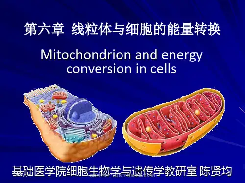 线粒体与细胞的能量转换(2)