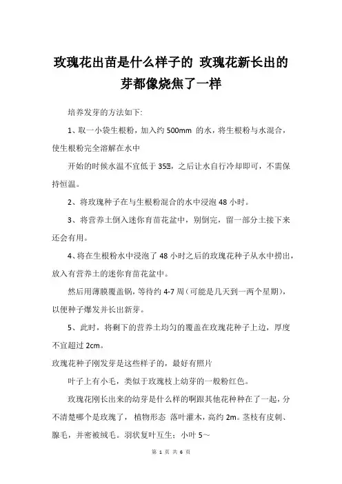 玫瑰花出苗是什么样子的 玫瑰花新长出的芽都像烧焦了一样