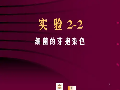 实验22细菌的芽孢染色