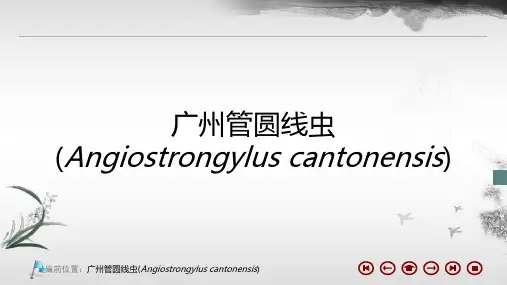 广州管圆线虫