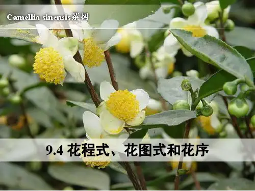9.4 花程式、花图式和花序