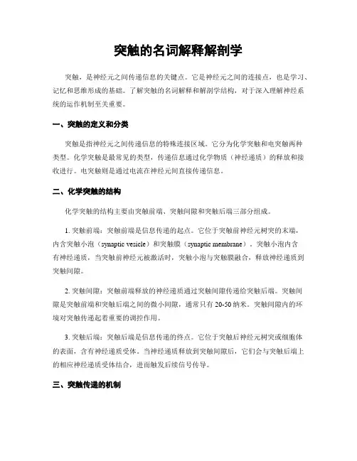 突触的名词解释解剖学