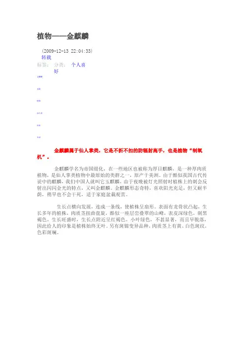 金麒麟