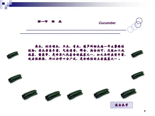 黄瓜栽培技术ppt课件