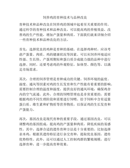 饲养鸡的育种技术与品种改良