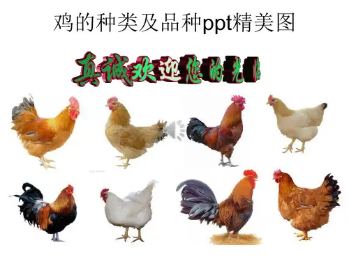 鸡的品种