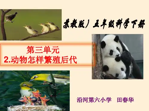 动物怎样繁殖后代课件PPT