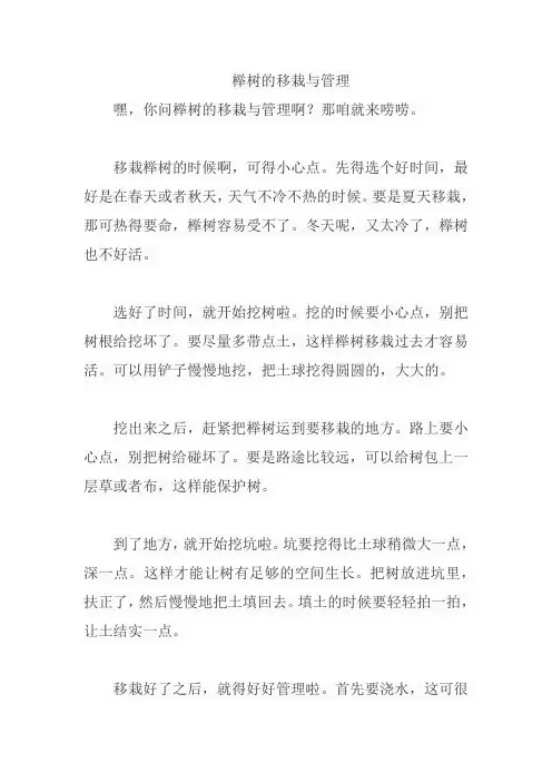 榉树的移栽与管理