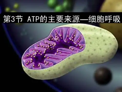新人教版高中生物必修1全册课件：5.3细胞呼吸