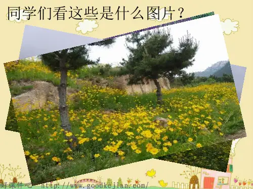 让它们自由生息 ppt课件(s版语文四年级上)