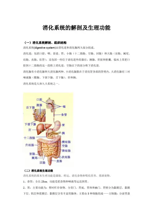 消化系统的解剖及生理功能