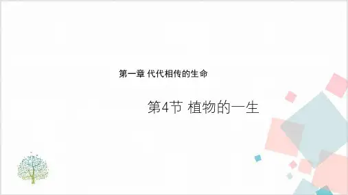 《植物的一生》优质课件+练习-ppt下载