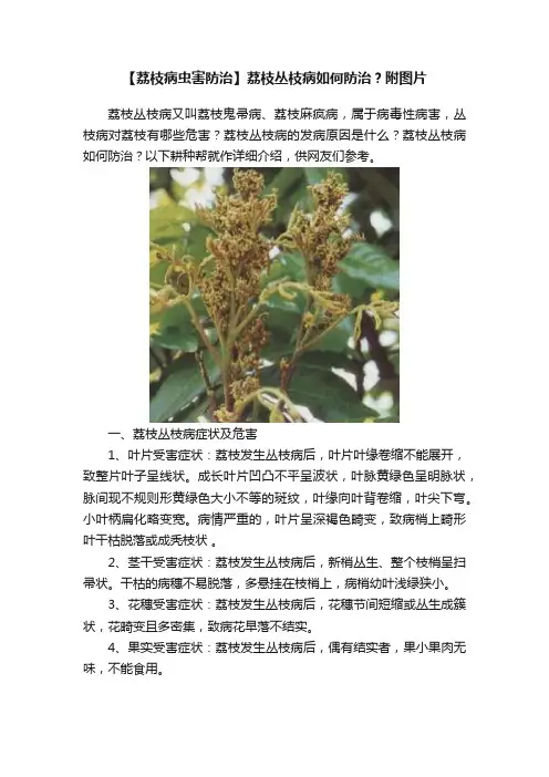 【荔枝病虫害防治】荔枝丛枝病如何防治？附图片