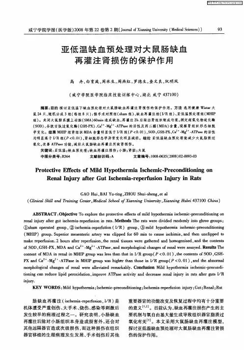 亚低温缺血预处理对大鼠肠缺血再灌注肾损伤的保护作用