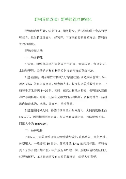 野鸭养殖方法：野鸭的管理和驯化