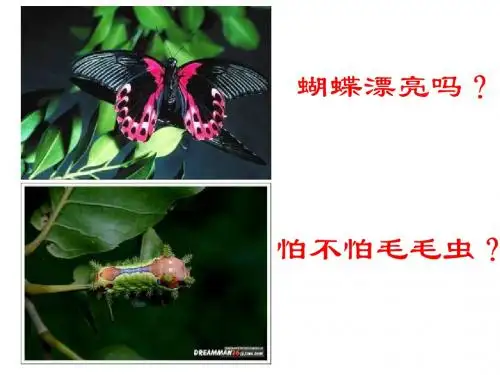 昆虫的生殖和发育ppt课件