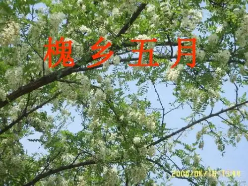 《槐乡五月》