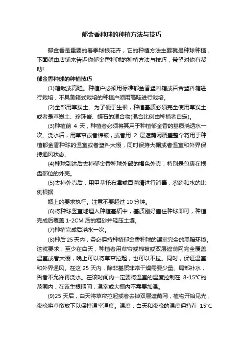 郁金香种球的种植方法与技巧