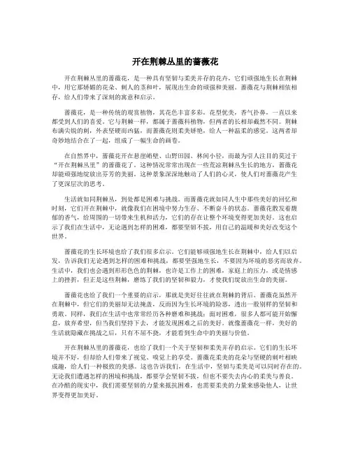 开在荆棘丛里的蔷薇花