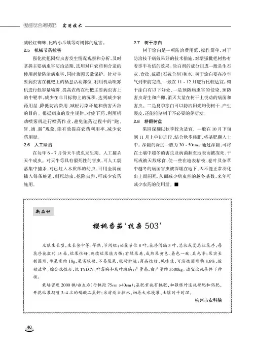 樱桃番茄‘杭杂503’