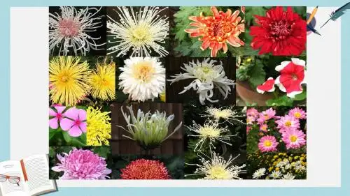 精选高中生物同步课件：3.1 菊花的组织培养(2)(人教版选修1)