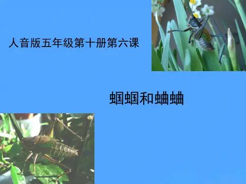 蝈蝈和蛐蛐优选PPT
