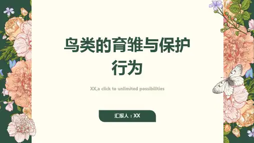 鸟类的育雏与保护行为