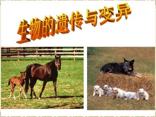 小学科学五年级下册——遗传与变异