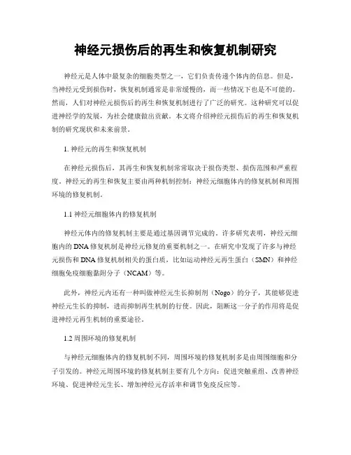 神经元损伤后的再生和恢复机制研究