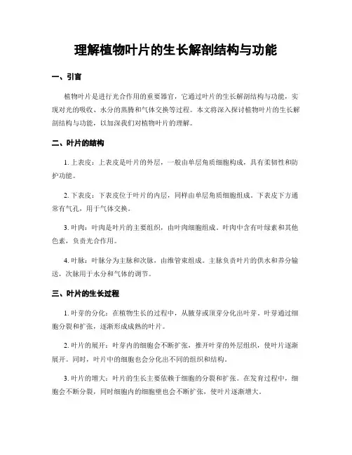 理解植物叶片的生长解剖结构与功能