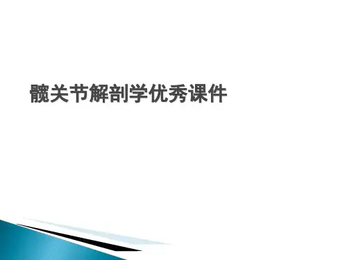 髋关节解剖学优秀课件