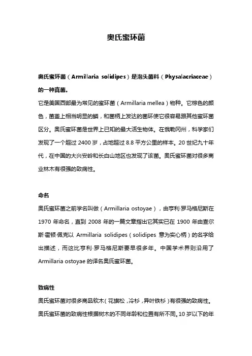 奥氏蜜环菌